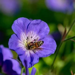 Hardy Geranium 'Rozanne' - RHS Plant Of The Centenary -Gardenista Store 480120 2