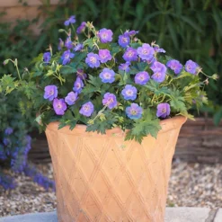 Hardy Geranium 'Rozanne' - RHS Plant Of The Centenary -Gardenista Store 480120 3