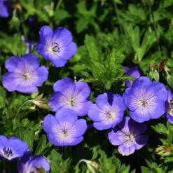 Hardy Geranium 'Rozanne' - RHS Plant Of The Centenary -Gardenista Store 480120 4