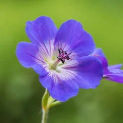 Hardy Geranium 'Rozanne' - RHS Plant Of The Centenary -Gardenista Store 480120 5