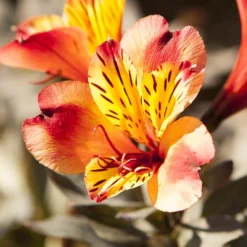 Hardy Alstroemeria 'Indian Summer' 9 Hardy Alstroemeria 'Indian Summer' -Gardenista Store 480255 2