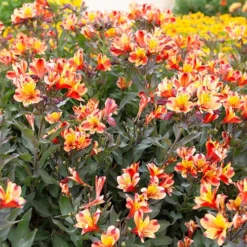 Hardy Alstroemeria 'Indian Summer' 11 Hardy Alstroemeria 'Indian Summer' -Gardenista Store 480255 4