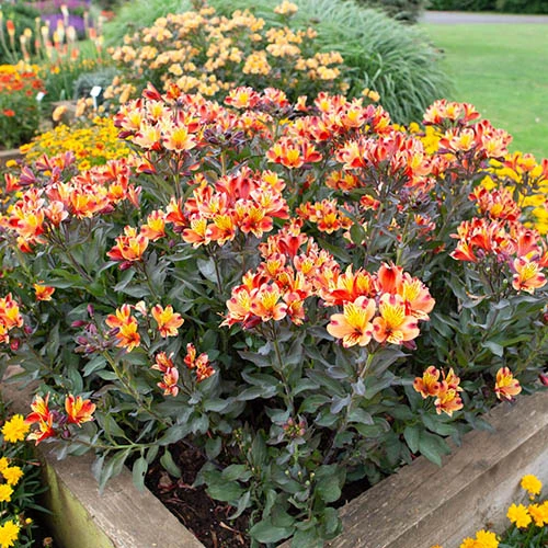 Hardy Alstroemeria 'Indian Summer' 6 Hardy Alstroemeria 'Indian Summer' - Image 6