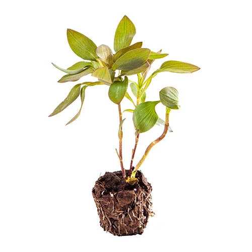 Hardy Alstroemeria 'Indian Summer' 7 Hardy Alstroemeria 'Indian Summer' - Image 7