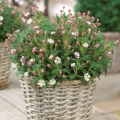 Scented Night Phlox Zaluzianskya Ovata -Gardenista Store 480460 1