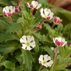 Scented Night Phlox Zaluzianskya Ovata -Gardenista Store 480460 2