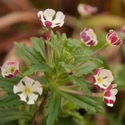 Scented Night Phlox Zaluzianskya Ovata -Gardenista Store 480460 3