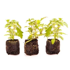 Scented Night Phlox Zaluzianskya Ovata -Gardenista Store 480460 5