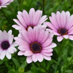 Hardy Osteospermum 'Sennen Sunrise'