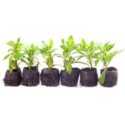 Hardy Osteospermum 'Sennen Sunrise' -Gardenista Store 480559 2