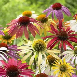 Echinacea 'Cheyenne Spirit' -Gardenista Store 480567 1