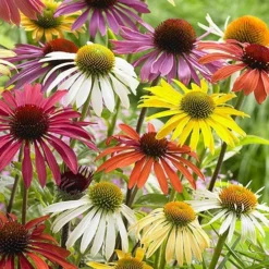 Echinacea 'Cheyenne Spirit' -Gardenista Store 480567 2