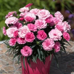 Pinks 'I Love You' 6 Pinks 'I Love You' -Gardenista Store 480689 2
