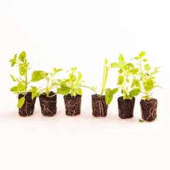 Chocolate Cosmos Collection 5 Chocolate Cosmos Collection -Gardenista Store 480735 2