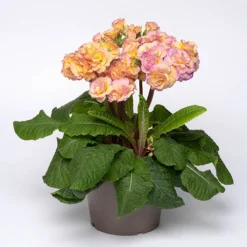 Primula 'Pretty Polly Blushing Peach' -Gardenista Store 480866 2