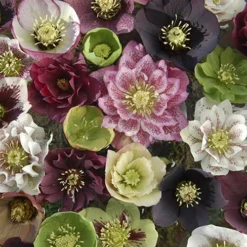 Hellebore 'Hybridisers Mix' -Gardenista Store 480873 2