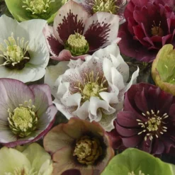 Hellebore 'Hybridisers Mix' -Gardenista Store 480873 3