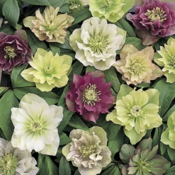 Hellebore 'Hybridisers Mix' -Gardenista Store 480873 5