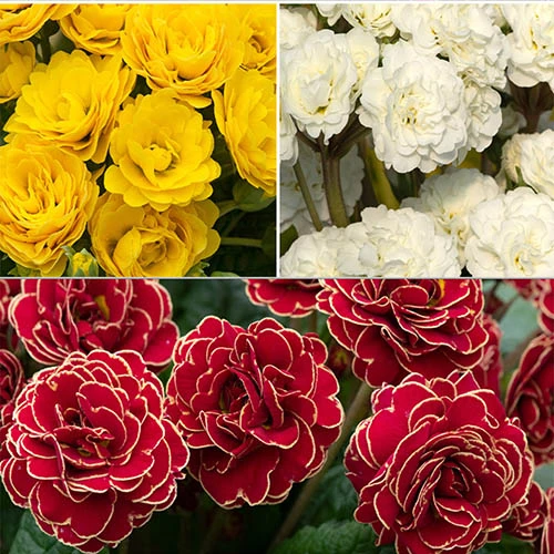 Pollyanna Collection 1 Pollyanna Collection