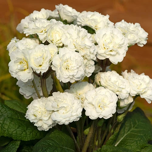 Pollyanna Collection 2 Pollyanna Collection - Image 2