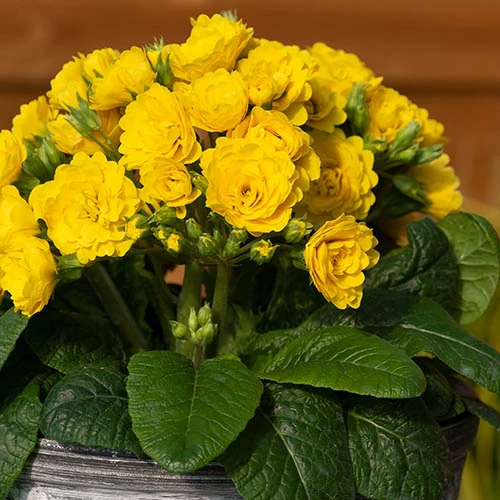 Pollyanna Collection 3 Pollyanna Collection - Image 3