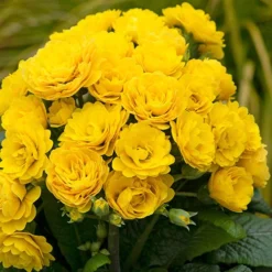 Pollyanna Collection 10 Pollyanna Collection -Gardenista Store 480875 3