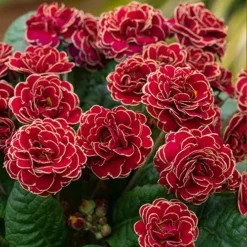 Pollyanna Collection 11 Pollyanna Collection -Gardenista Store 480875 4