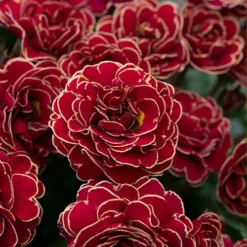 Pollyanna Collection 12 Pollyanna Collection -Gardenista Store 480875 5