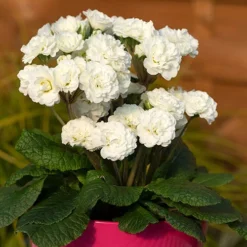 Pollyanna Collection 13 Pollyanna Collection -Gardenista Store 480875 6