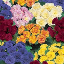 Primula Belarina Mixed