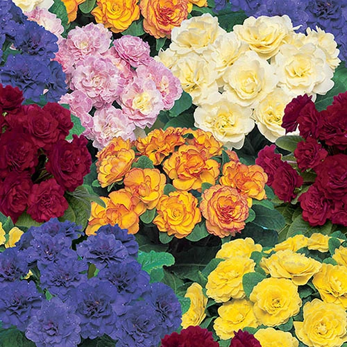 Primula Belarina Mixed 1 Primula Belarina Mixed