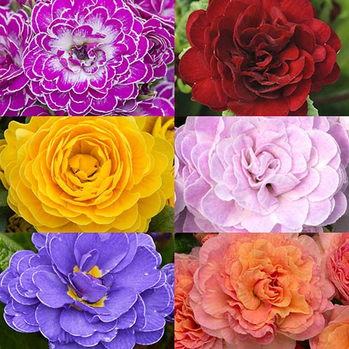 Primula Belarina Mixed 2 Primula Belarina Mixed - Image 2