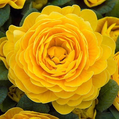 Primula Belarina Mixed 4 Primula Belarina Mixed - Image 4