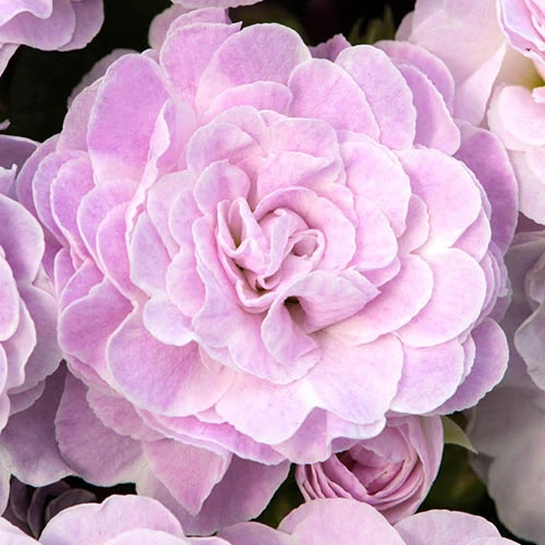 Primula Belarina Mixed 5 Primula Belarina Mixed - Image 5