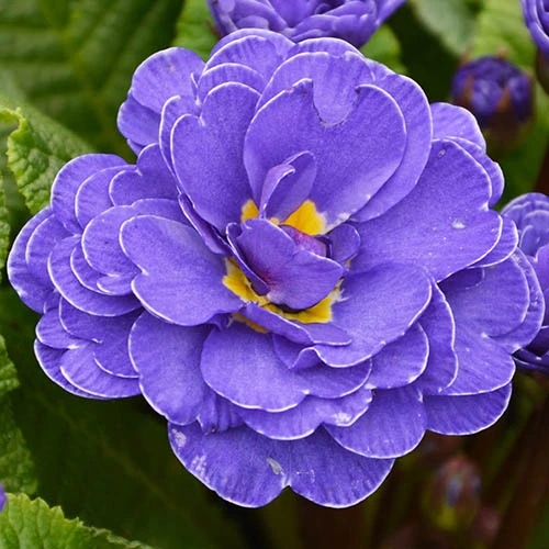 Primula Belarina Mixed 6 Primula Belarina Mixed - Image 6