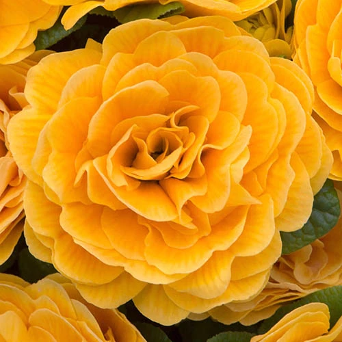 Primula Belarina Mixed 7 Primula Belarina Mixed - Image 7