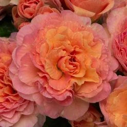 Primula Belarina Mixed 15 Primula Belarina Mixed -Gardenista Store 480954 7