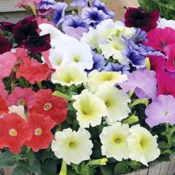 Petunia 'Frenzy' Mix -Gardenista Store 490091 2