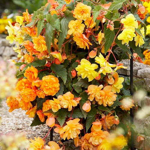 Begonia 'Apricot Shades' Mix 1 Begonia 'Apricot Shades' Mix