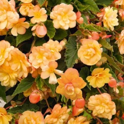 Begonia 'Apricot Shades' Mix 7 Begonia 'Apricot Shades' Mix -Gardenista Store 490198 2