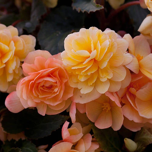 Begonia 'Apricot Shades' Mix 4 Begonia 'Apricot Shades' Mix - Image 4