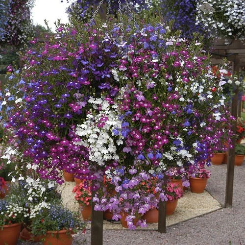 Lobelia 'Fountain Mix' 1 Lobelia 'Fountain Mix'