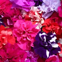 Petunia Bolero -Gardenista Store 490235 3