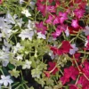 Nicotiana Cuba Mix