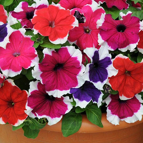 Petunia Express Ice 2 Petunia Express Ice - Image 2