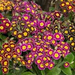Polyanthus Victoriana Mixed Lace