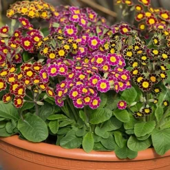 Polyanthus Victoriana Mixed Lace -Gardenista Store 490349 2