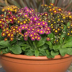 Polyanthus Victoriana Mixed Lace -Gardenista Store 490349 3