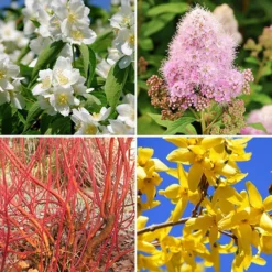 The Ultimate Winter Hardy Shrub Collection -Gardenista Store 500001 2