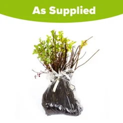 The Ultimate Winter Hardy Shrub Collection -Gardenista Store 500001 4